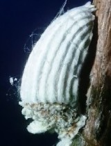 Scale insect 